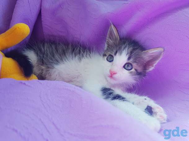 Котята бесплатно,коты., фотография 7