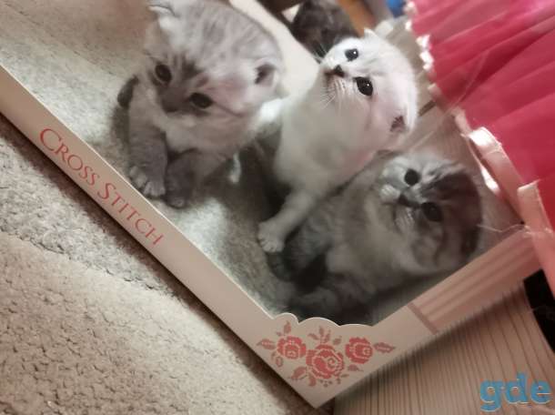 Шотландские котята, фотография 6