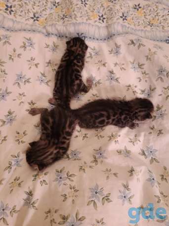 Бенгальский котнок, фотография 6
