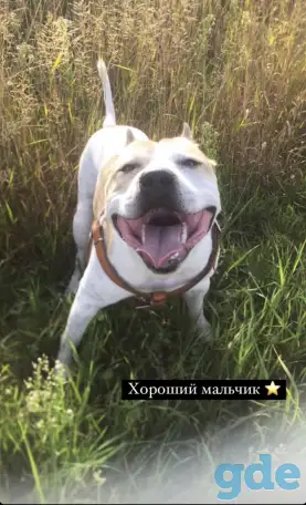 Питбуль Смарти 1.5года, фотография 1