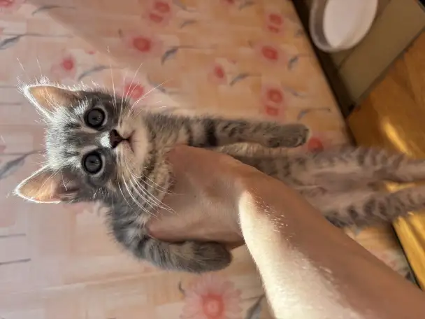 Котята, фотография 2