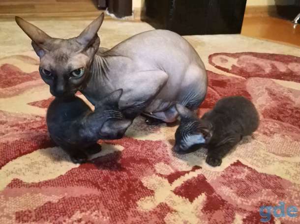 Котята Донского сфинкса, фотография 3