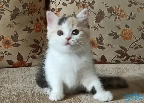 Шотландские котята яркого окраса, фотография 4
