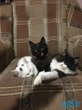 Котята подростки в дар, фотография 1