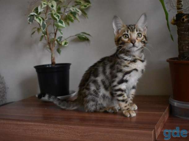 Бенгальский Бенгальские котята, фотография 3
