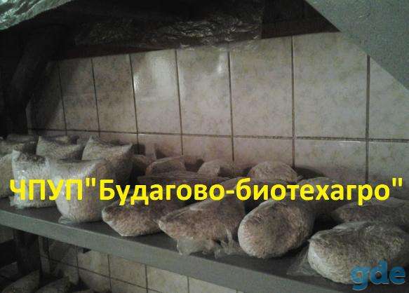 Мицелий вешенки (зерновой), грибные блоки, фотография 1