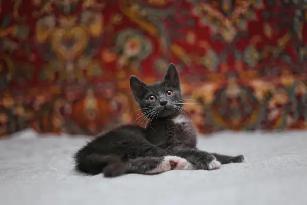 Нежный котенок Масик ищет дом!, фотография 14
