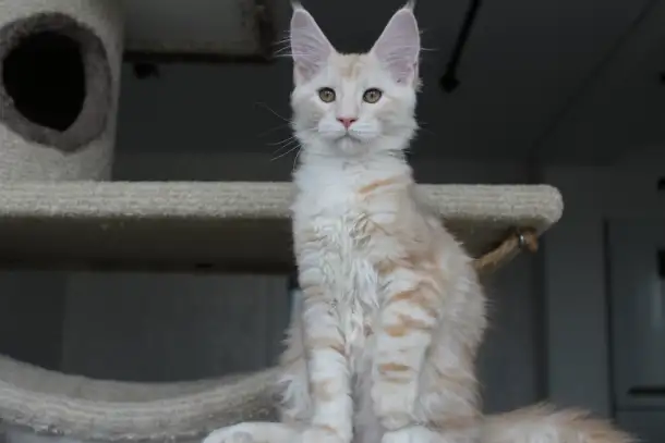 Мейн-кун котенок!, фотография 4