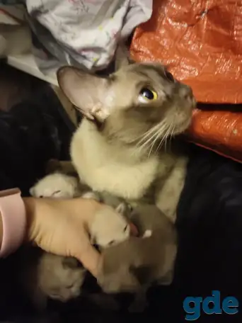 Бурма котята, фотография 1