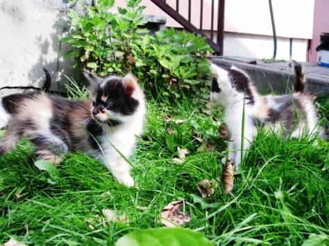 Домашние разномастные котята в добрые руки!, фотография 3