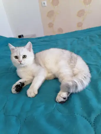 Британский котёнок, фотография 3