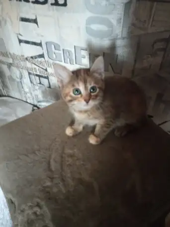 Котята в хорошие руки, фотография 2