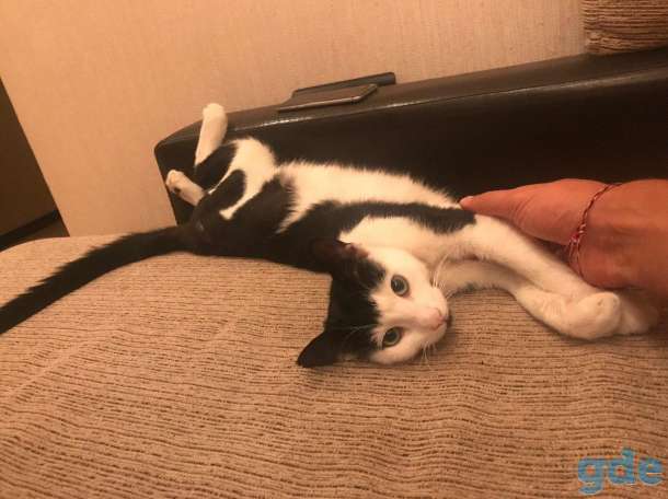 Ласковый котик Лаки ищет дом!, фотография 5