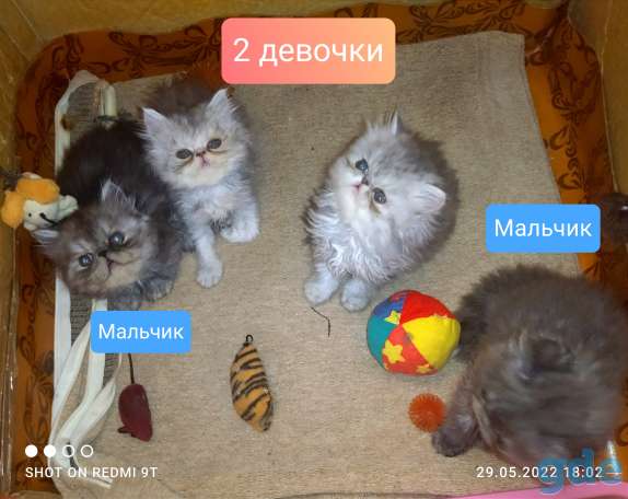 Персидские котята экстремального типа чистокровные персы., фотография 18