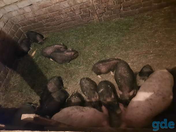 Продам  вьетнамских поросят, фотография 2