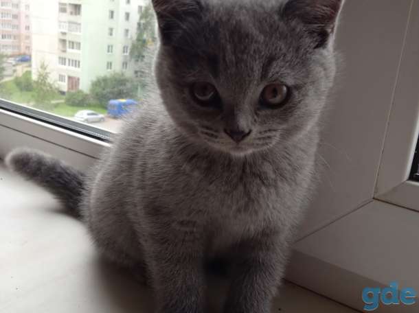 Продам британского котенка, фотография 1