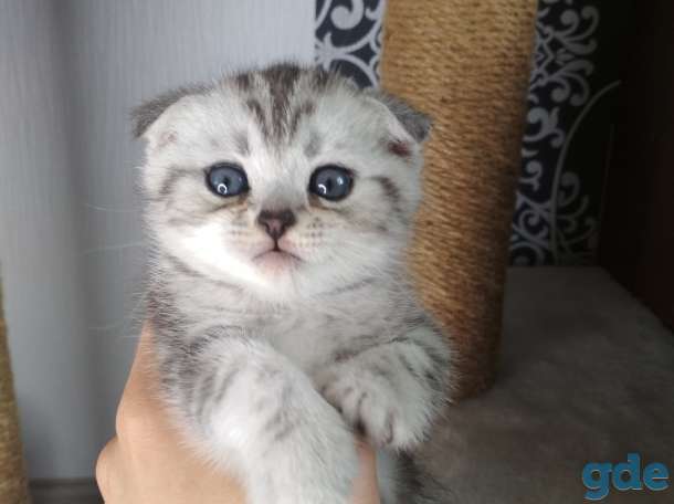 Шотландские котята, фотография 2