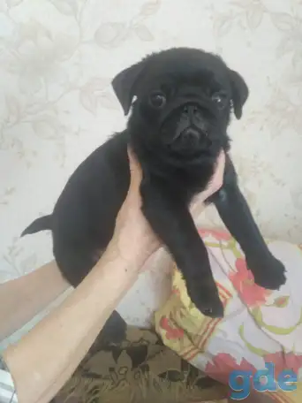 Продаются щенки мопса, фотография 2