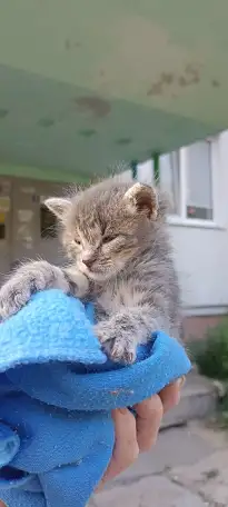 Срочно! Маленький Котенок мальчик в дар!, фотография 3