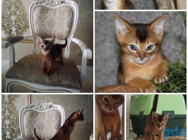 Абиссинский котёнок, фотография 7