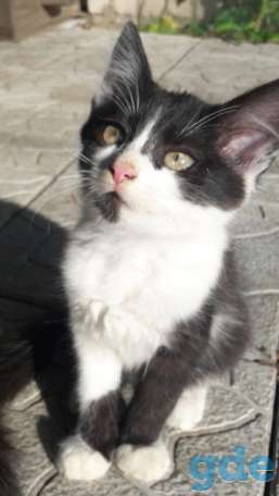 Котята ищут дом или передержку, фотография 3