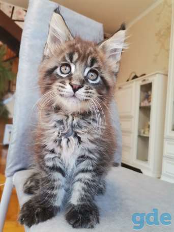 Котенок мейн-кун, фотография 1