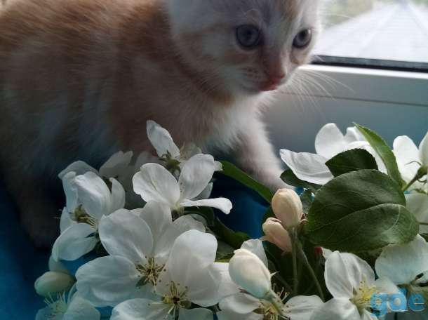 Котята, фотография 3