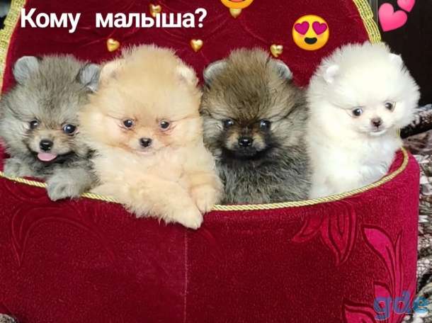 Щенки Померанского шпица, фотография 2