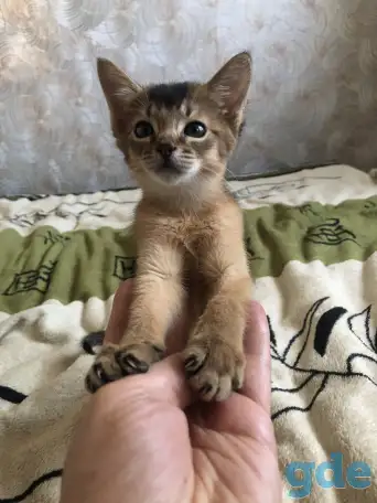 Абиссинский котенок, фотография 4