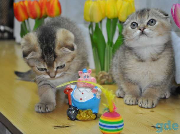 Шотландские котята, фотография 3