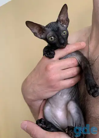 Корниш-рекс котята, фотография 2