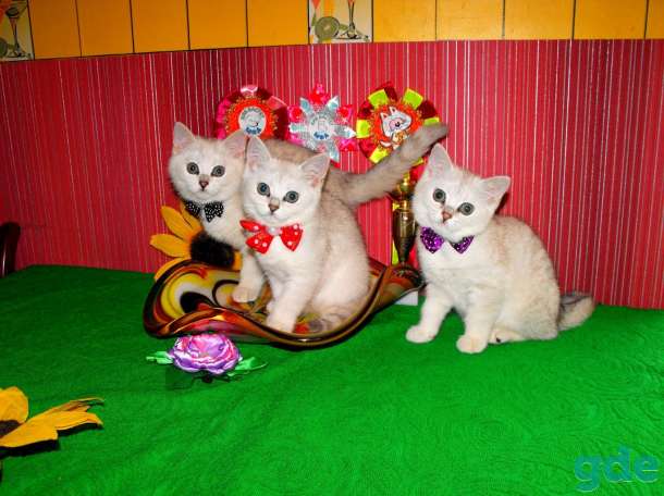 Котята британские шиншиллы, фотография 6