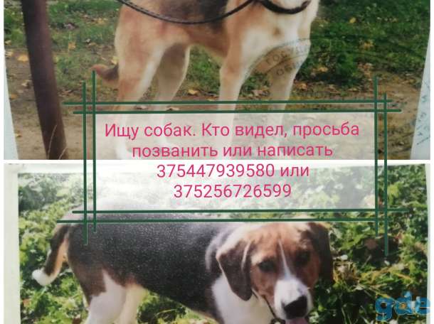 Пропали 2 гончих собаки, фотография 1