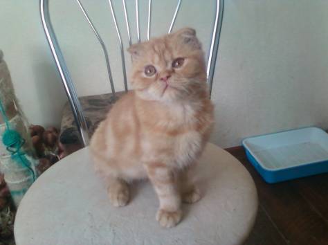 продам шотландского вислоухого котика, фотография 2