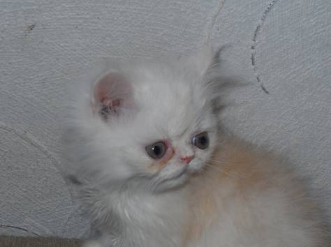 котята экзоты, фотография 3