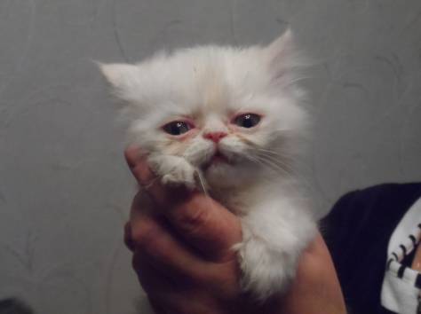 котята экзоты, фотография 5