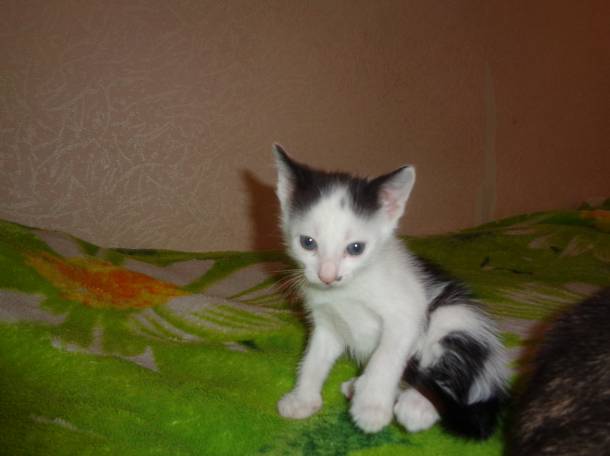котята в дар, фотография 1