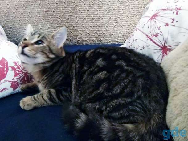 Котёнок в добрые руки, фотография 2
