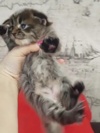 Котята мейн кун, фотография 5