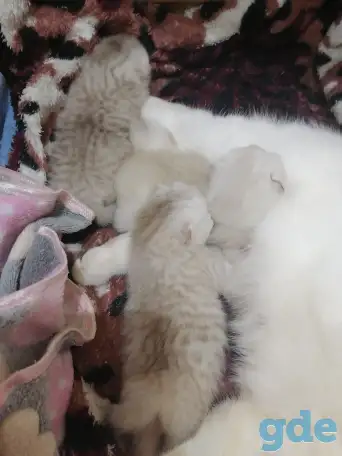 Котята, фотография 1