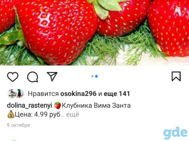 Саженцы клубники по технологии фриго, фотография 8