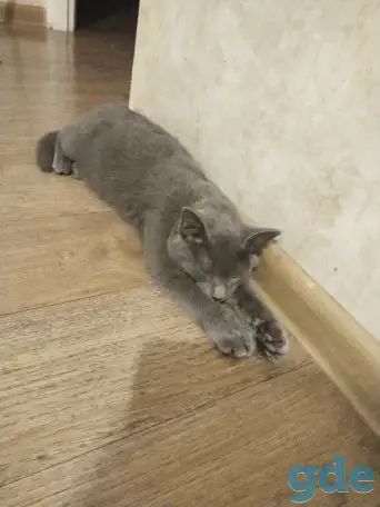 Котёнок русский-голубой, фотография 2