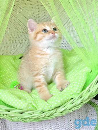 Котята шотландские ЗОЛОТАЯ ШИНШИЛЛА, фотография 5