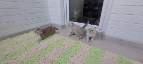 Шотландские вислоухие котята, фотография 5