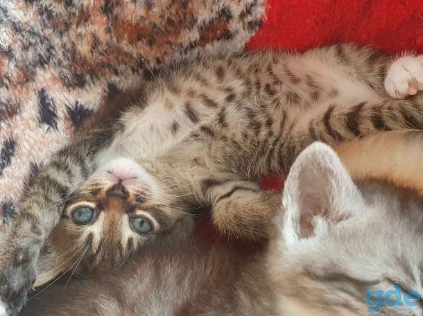 Котята в дар, фотография 2