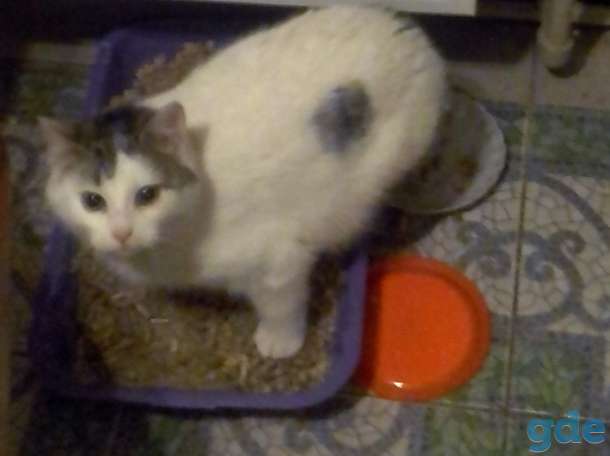 Котики в дар, фотография 4