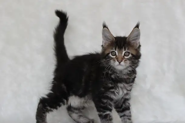 Кошечка мейн-кун, фотография 2