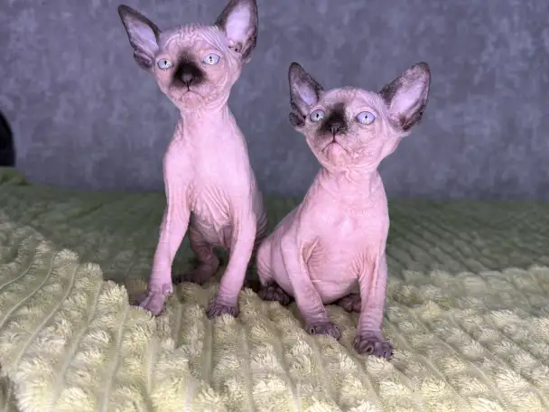Кошечки канадского сфинкса, фотография 5
