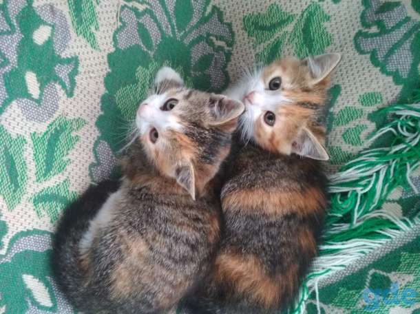 Котята ищут дом, фотография 2