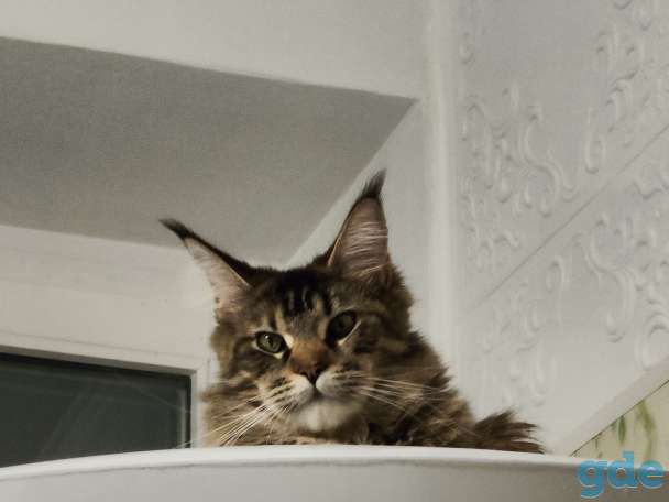 кошка мейн кун, фотография 9
